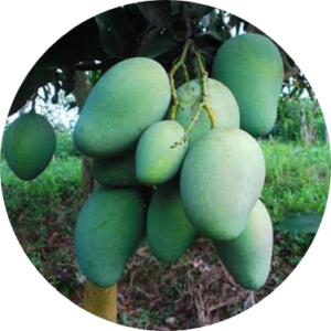 আম্রপালী আম- ১০ কেজি