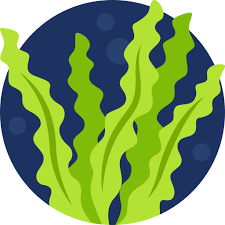 Seaweed(সামুদ্রিক শৈবাল)